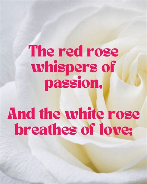 29 Rose Poems For The Romantic - Aestheticpoems