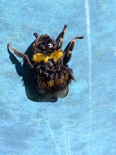 Big bumblebee 2 by Orlof101 on DeviantArt