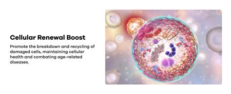 Decode Age 98% Spermidine Trihydrochloride | For Antioxidant and ...