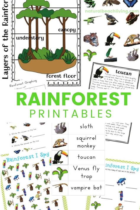 Rainforest Layers Worksheet 的图像结果