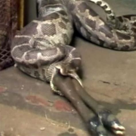 Dog Eating Snake Dream at Sam Vanthoff blog