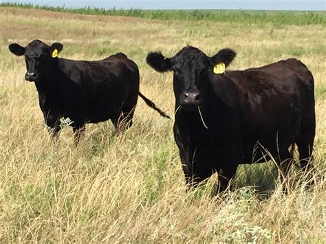 200 - 3-4 year old Black Angus Cows - Nebraska