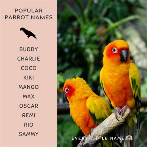 210+ Best Parrot Names (Cute, Funny, and Mac-awesome) - Every Little Name