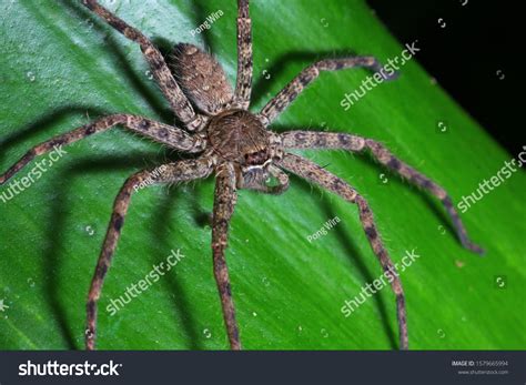 Huntsman Spider Habitat