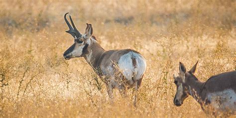 How To Use Texas Drawn Hunts - LakeHub