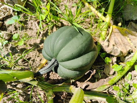 Grow Seeds From Acorn Squash How To Grow Acorn Squash Expert Tips