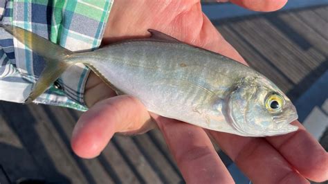 Download Blue Runner Fishin Hand Wallpaper | Wallpapers.com