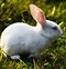 Image result for Best Meat Rabbits to Raise