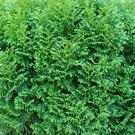 Arborvitae | Tater Tot® | Proven Winners® Shrubs - Proven Winners Direct™