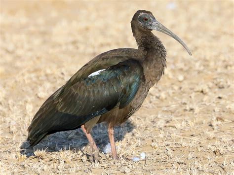 Red-naped Ibis - eBird