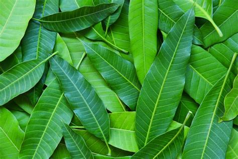 Mango leaves from tree , top view - green seamless mango leaf texture ...