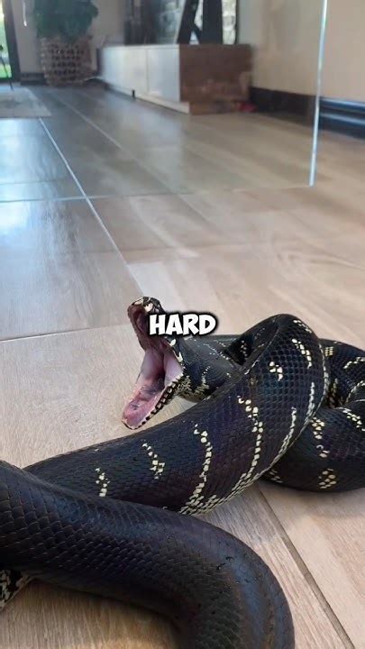 Image result for Boblb Python Snack