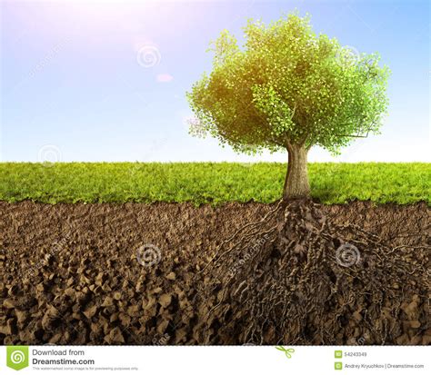 根源结构树 库存例证. 插画 包括有 叶子, 绿色, 问题的, 有机, 横向, 背包, 增长, 概念, 室外 - 54243349