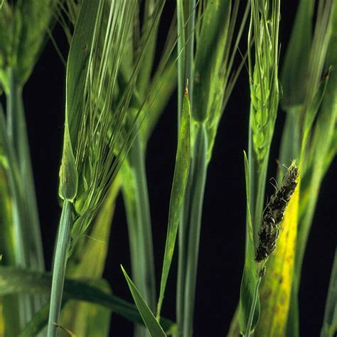 Loose smut of barley - Prevention, Control and Damage