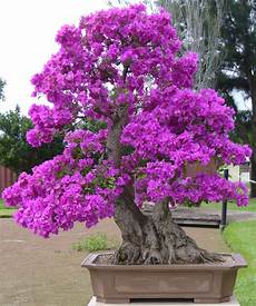 Beautiful Bonsai Trees by The Most Beautiful And Unique Bonsai Trees In The World Beautiful Bonsai Trees