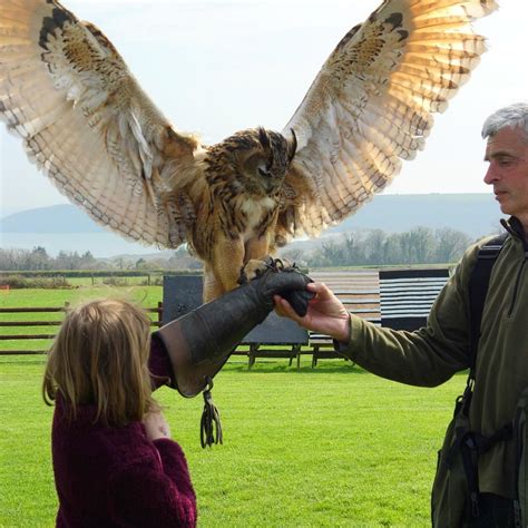 PERRISWOOD ARCHERY & FALCONRY CENTRE (2025) All You Need to Know BEFORE ...