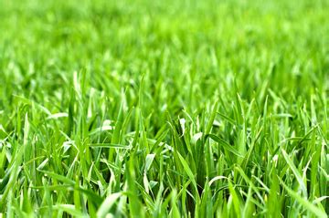 Everything You Need To Know About Arugampul Powder – Aathirai Foods ...