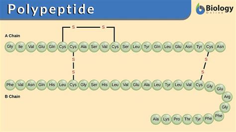 Image result for What Is Polypeptide