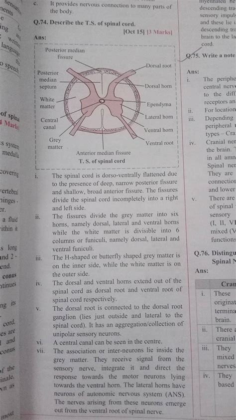 Anterior median fissure T. S. of spinal cord the brain. in all amn Spinal..