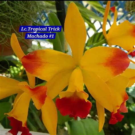 Cattleya 12 Orchid – ASHIYANA STORE