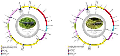 Characterization, Comparison of Two New Mitogenomes of Crocodile Newts ...