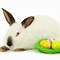 Image result for Rabbit Nest ZooChat