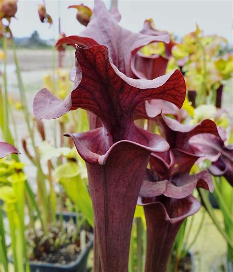 North American Pitcher Plant