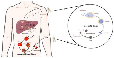 The Paradigm Shift of Using Natural Molecules Extracted from Northern ...