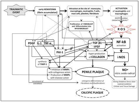 Role of Oxidative Stress in Peyronie’s Disease: Biochemical Evidence ...