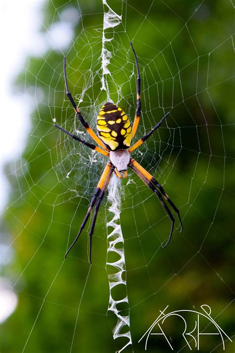 Black lace weaver spider – Artofit