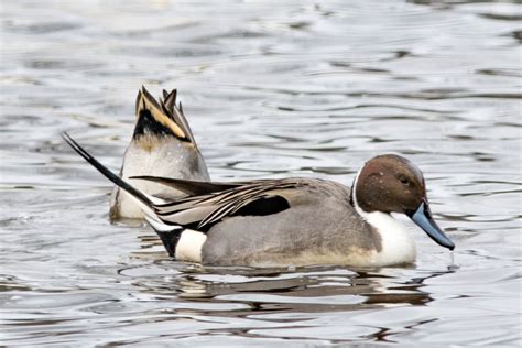 Avian Influenza Spreading in Massachusetts – Brookline Bird Club