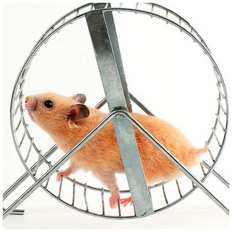 Are You a Hamster on a Wheel?