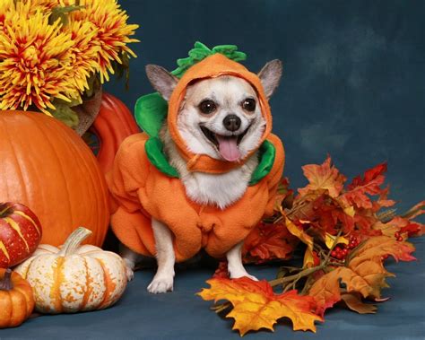 Animals Wearing Costumes