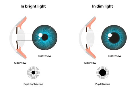 Premium Vector | Pupil size in different lighting Dilated pupil and Undilated pupil with Eye ...