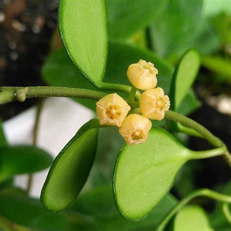 Hoya Heuschkeliana Yellow - Gabbar Farms