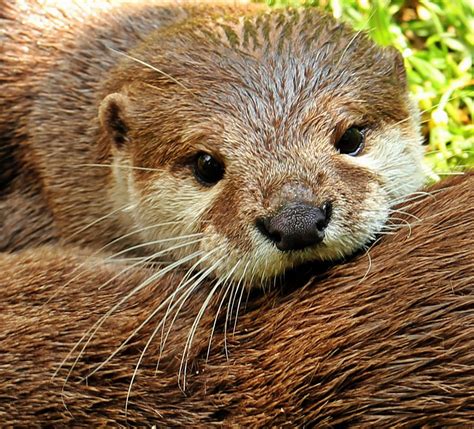 otter insurance