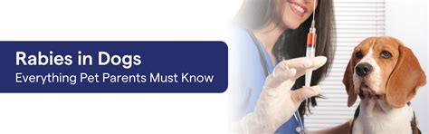 Does Every Dog Have Rabies? Facts Pet Parents Must Know – K9 Vitality