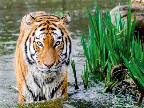 Wallpaper Production Tiger Wallpaper Sticker for Home Décor, Living ...