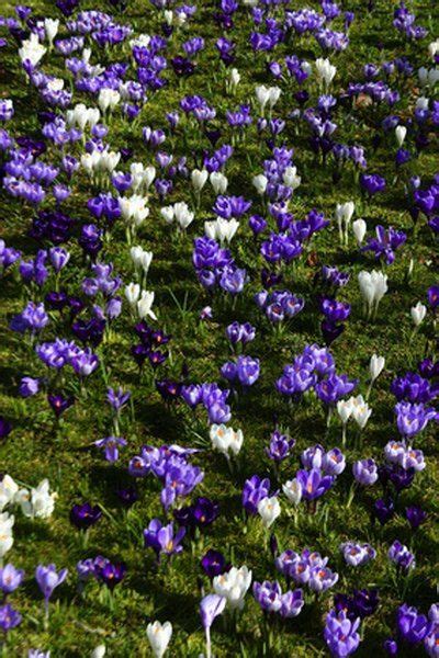 zone 5 landscaping ideas
