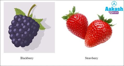 Animal Food 的图像结果