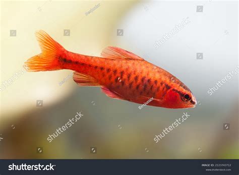 3+ Hundred Cherry Barb Fish Royalty-Free Images, Stock Photos ...