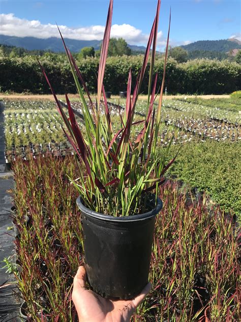 Japanese Blood Grass for Sale Online - The Greenhouse