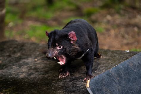 Tasmanian Devil Sounds