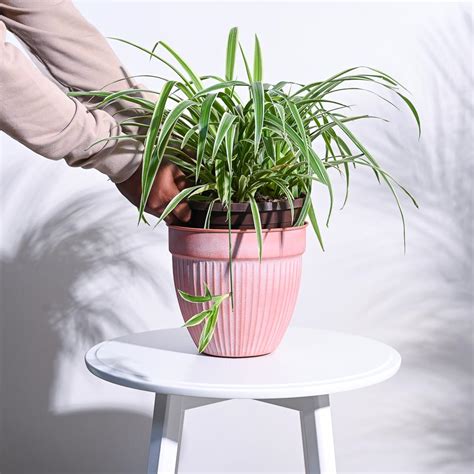 Pastel Ridge Heritage Planter – Ugaoo