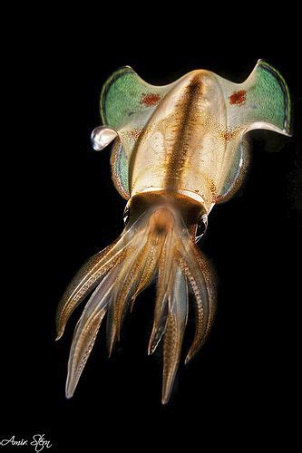 Alien Squid vs Alien 的图像结果