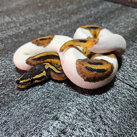 Piebald Ball Python by Patuxent Pythons, LLC - MorphMarket