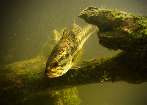 Image result for GoPro Fish Camera