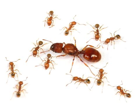 世界上最凶的10种蚂蚁排名 行军蚁上榜，第九很具攻击性_排行榜123网