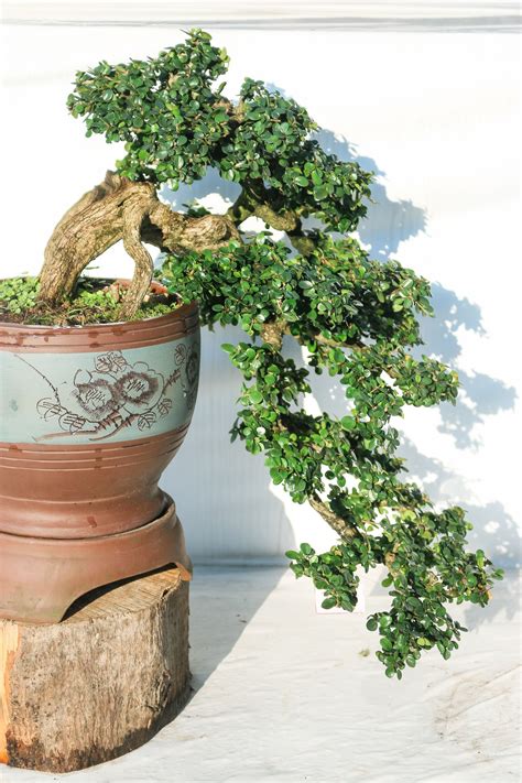 6 best Bonsai trees for beginners (that won't immediately die ...