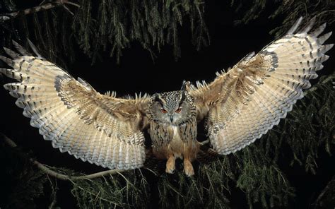 Owl In Flight